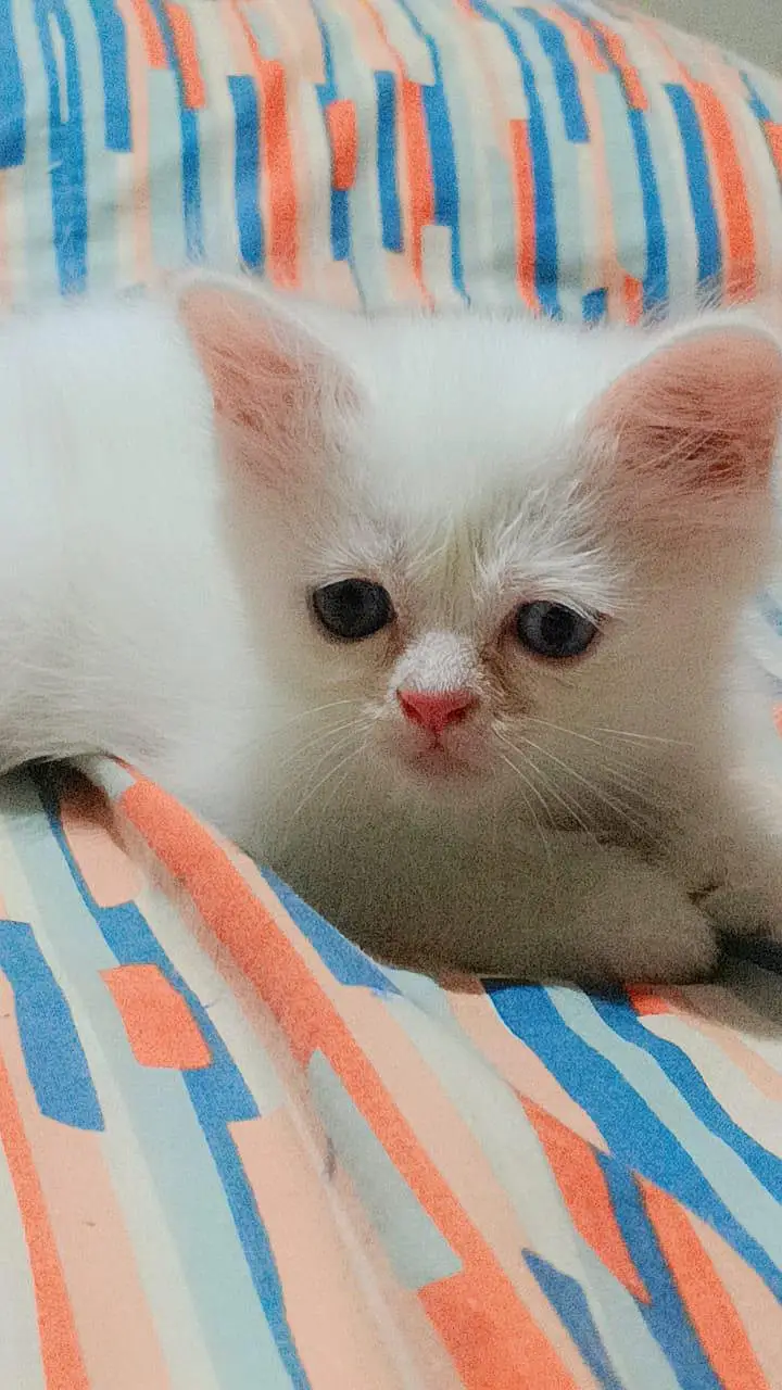 Cats for sale — photo 4