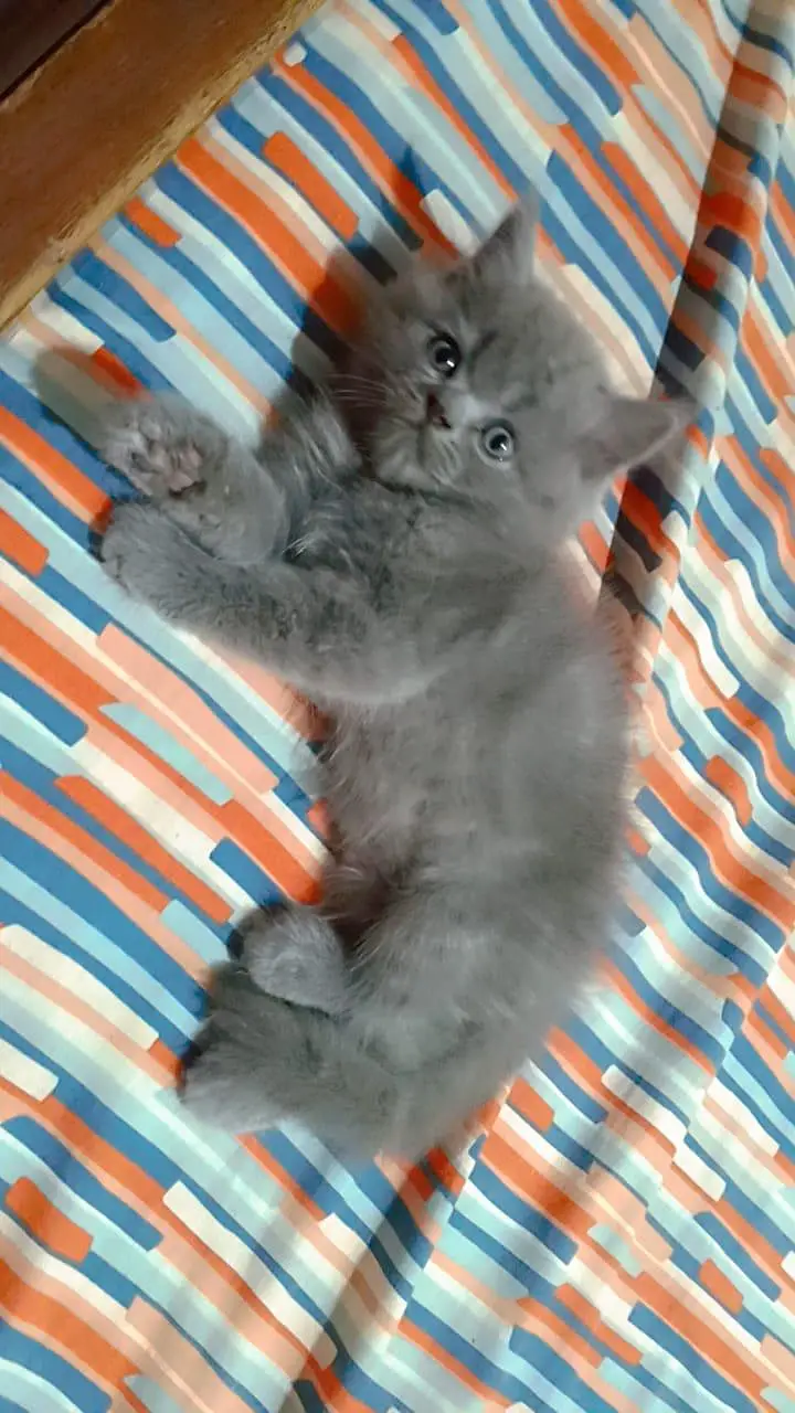 Cats for sale — photo 5
