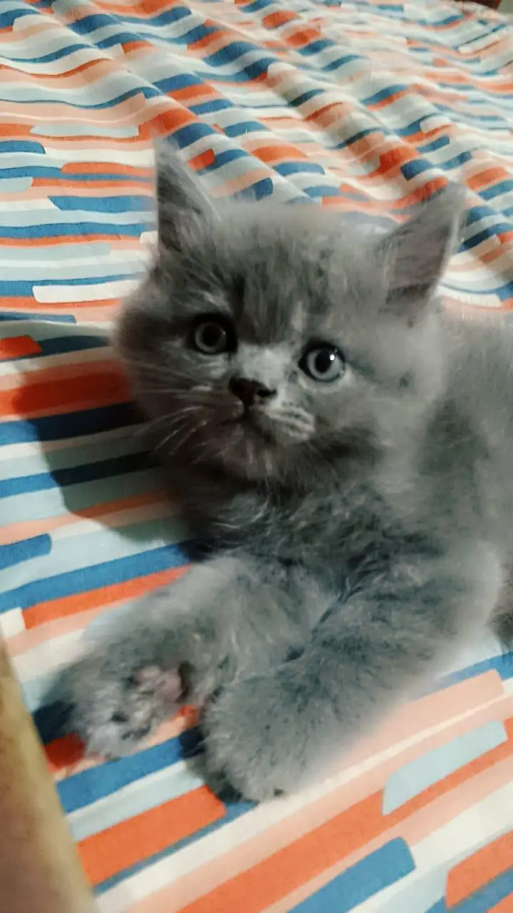 Cats for sale — photo 6