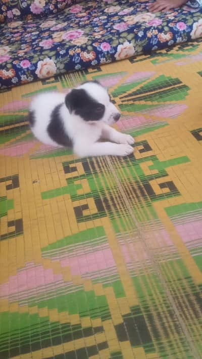 halty and play fully puppy