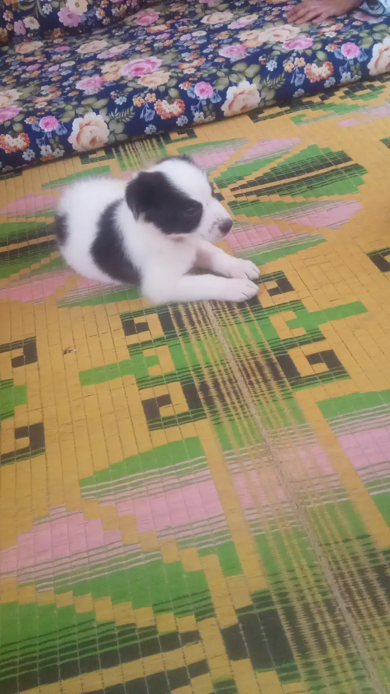halty and play fully puppy