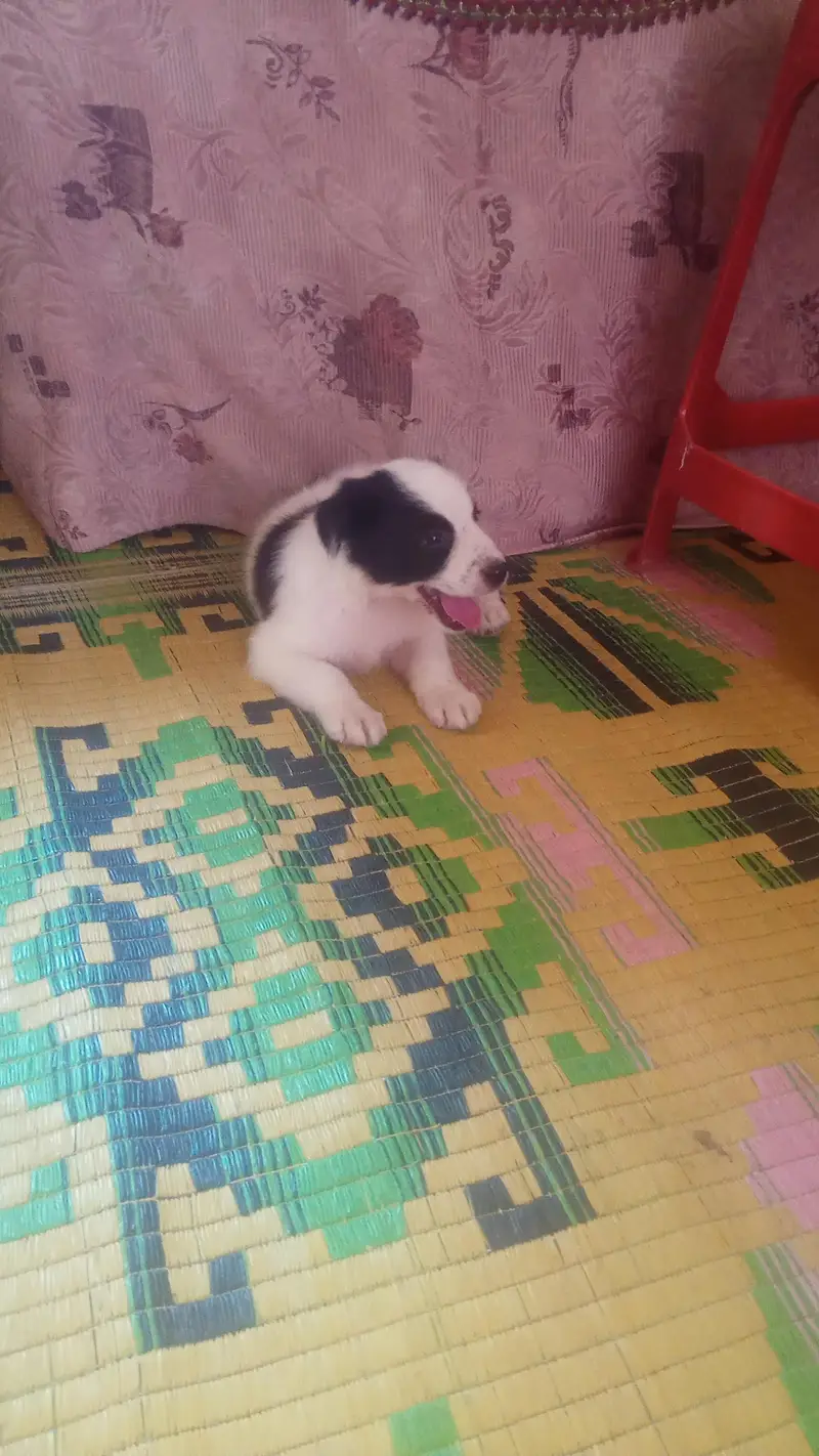 halty and play fully puppy — photo 2