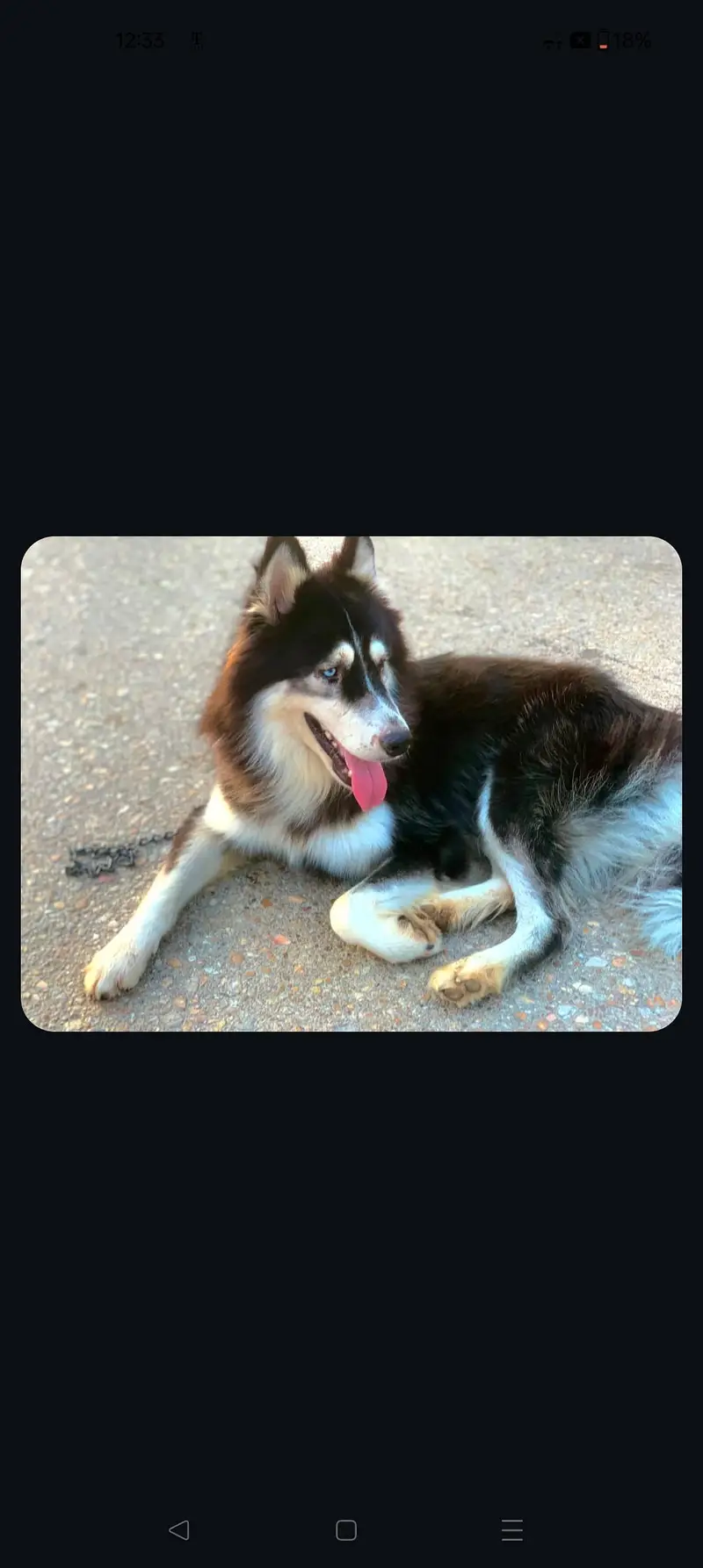 family dag — photo 3