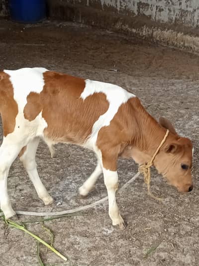 For sale urgent