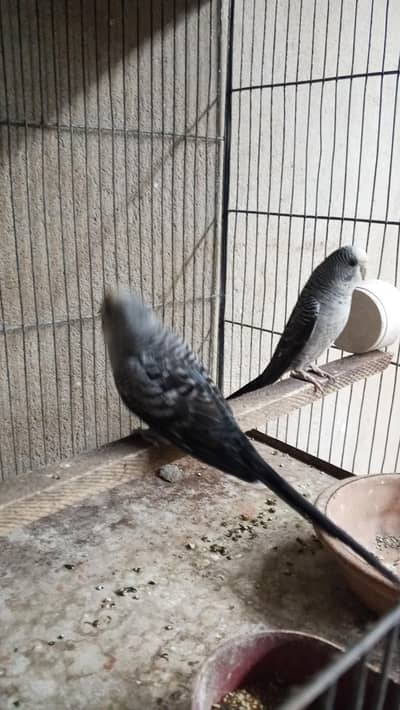 black wing pH 03278233902