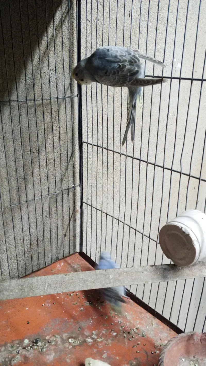 black wing pH 03278233902 — photo 6