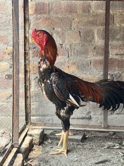 Pure Aseel Pair – Tall & Healthy Murgha Murgi | Strong Bloodline