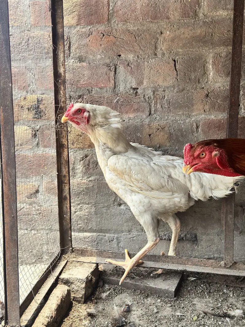 Pure Aseel Pair – Tall & Healthy Murgha Murgi | Strong Bloodline — photo 2