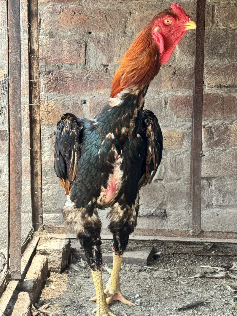 Pure Aseel Pair – Tall & Healthy Murgha Murgi | Strong Bloodline — photo 3
