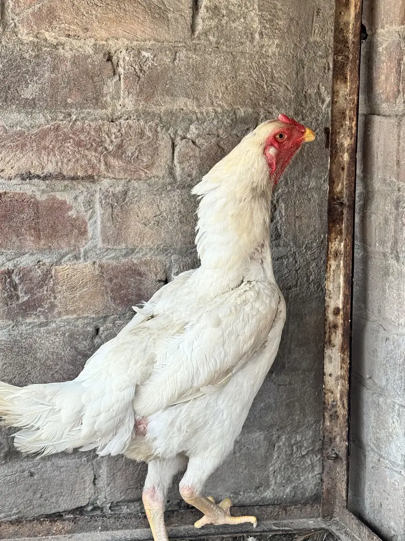 Pure Aseel Pair – Tall & Healthy Murgha Murgi | Strong Bloodline — photo 4