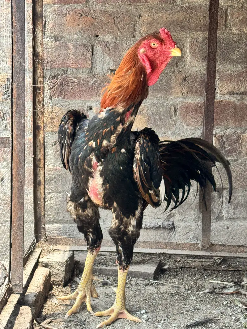 Pure Aseel Pair – Tall & Healthy Murgha Murgi | Strong Bloodline — photo 5