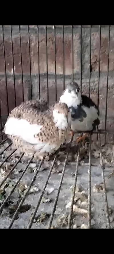 Buttons Quails