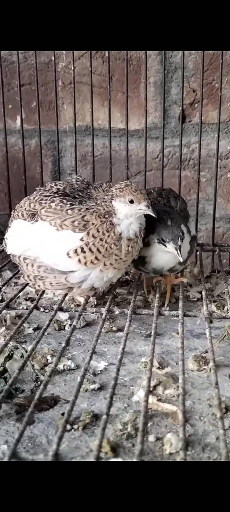 Buttons Quails 1