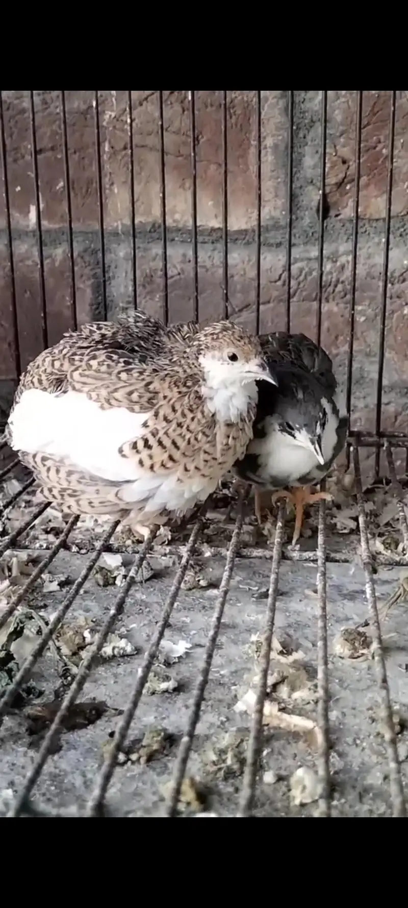 Buttons Quails — photo 2