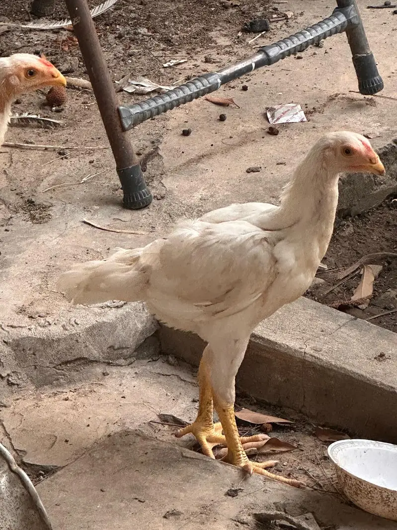 pure white shamo males for sale — photo 2