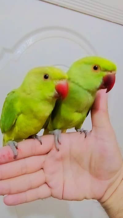 Single 5500 pair 11000 Green parrot handtame  male female available