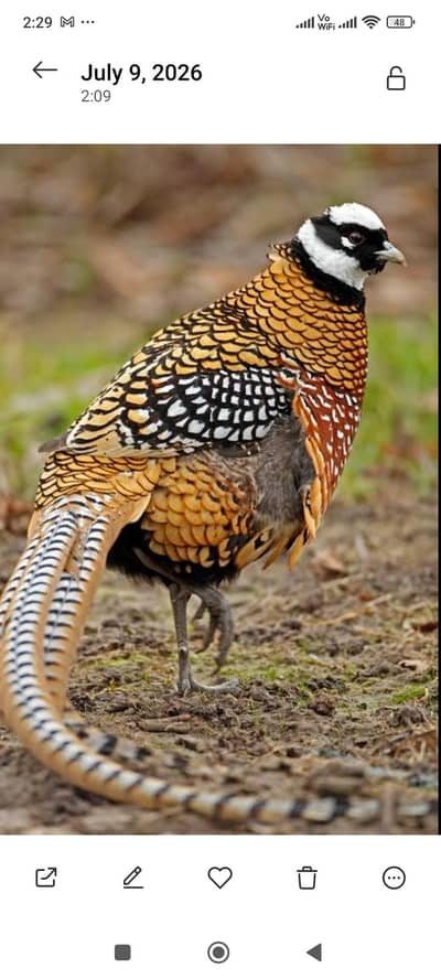 Revees red golden