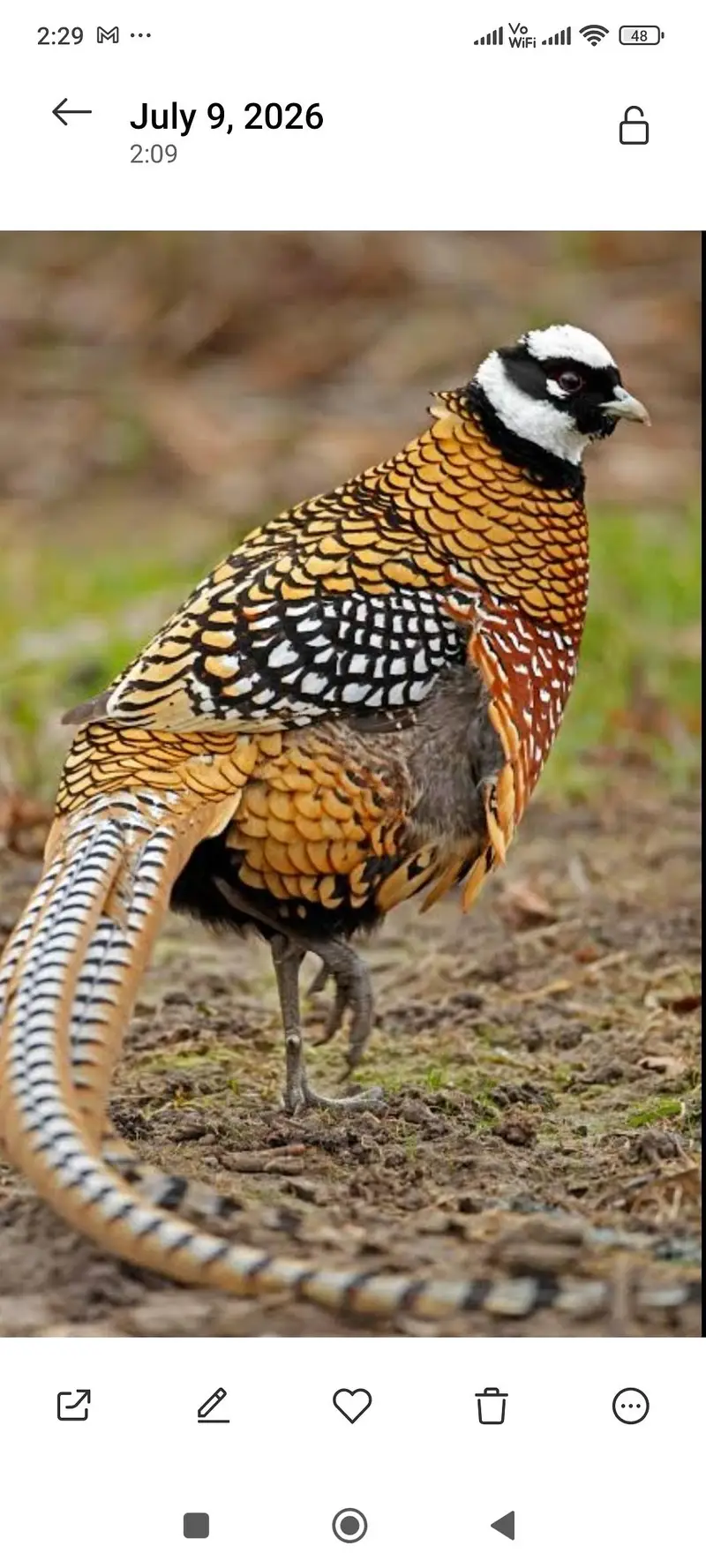 Revees red golden