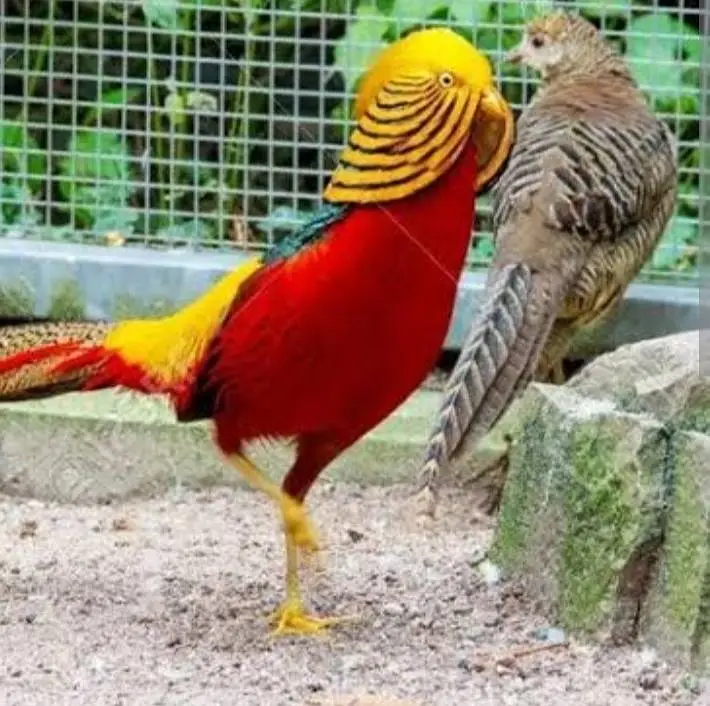 Revees red golden — photo 2