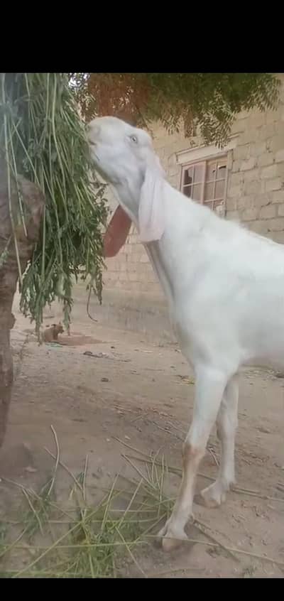bakra
