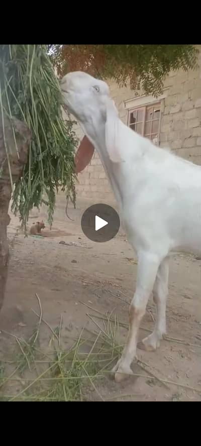 Pakistan