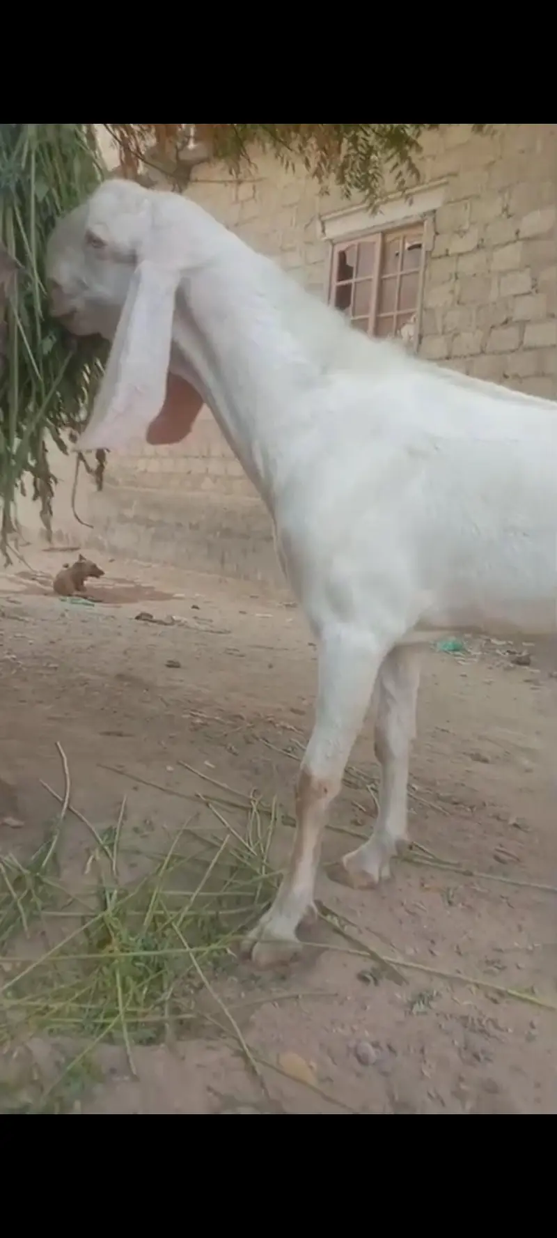 Pakistan — photo 2