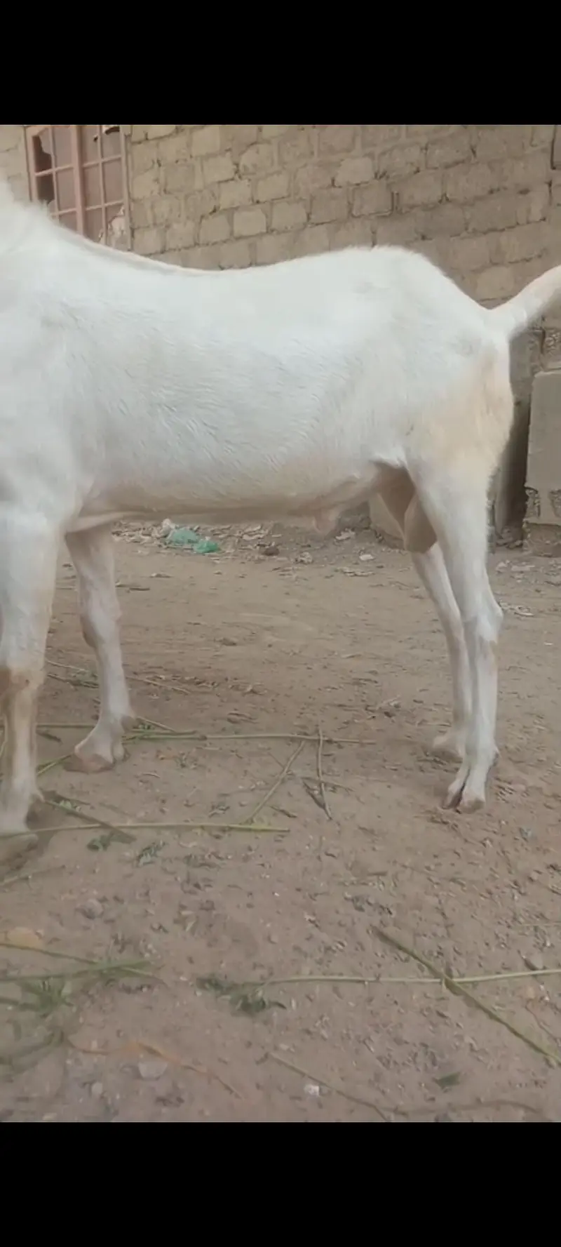 Pakistan — photo 3