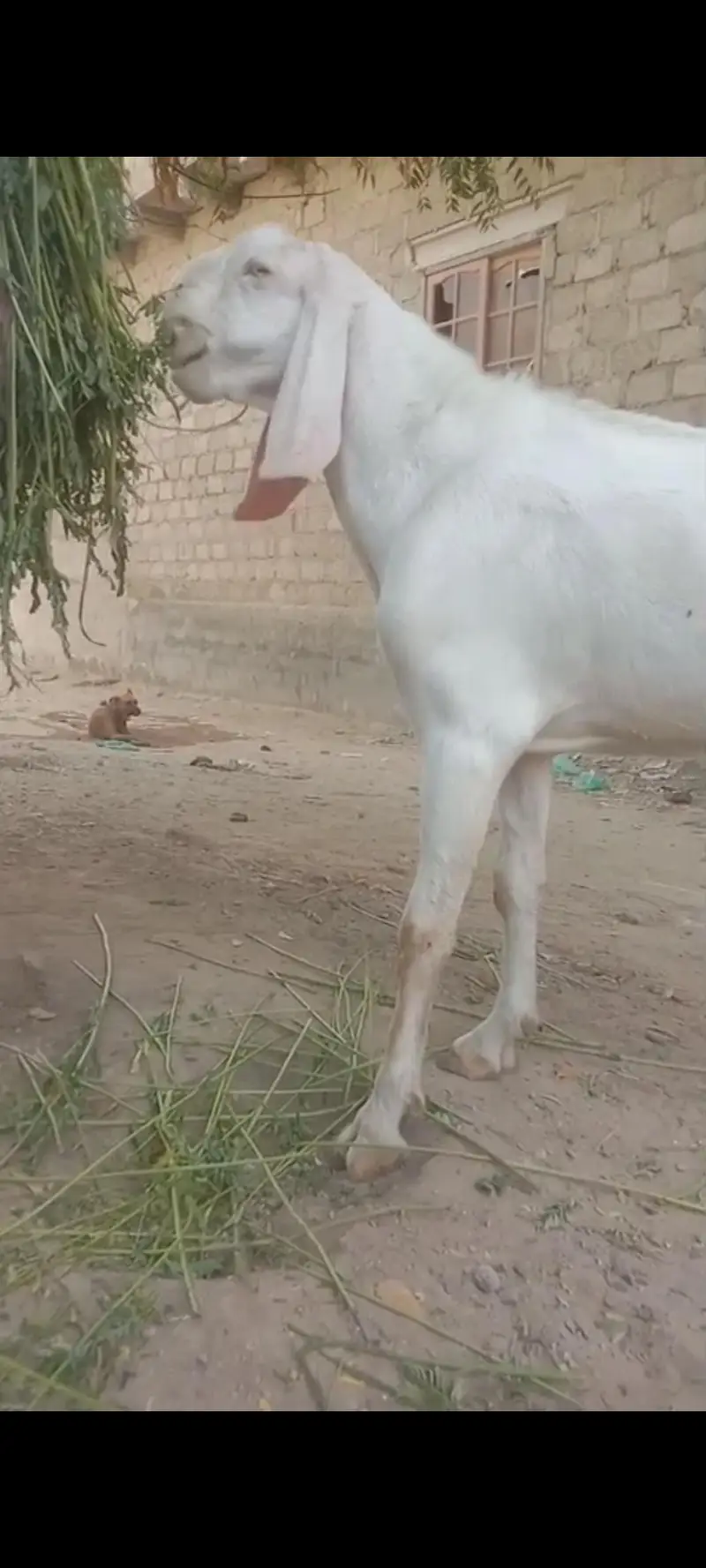 Pakistan — photo 4