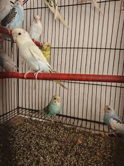parrots