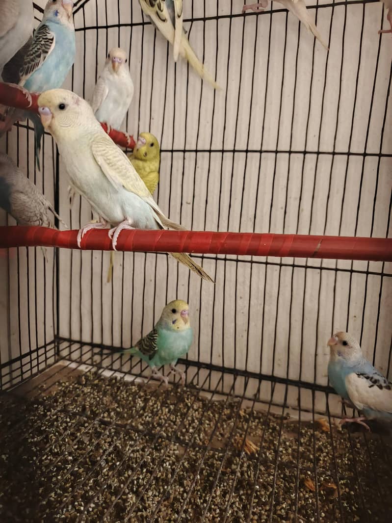 parrots 0