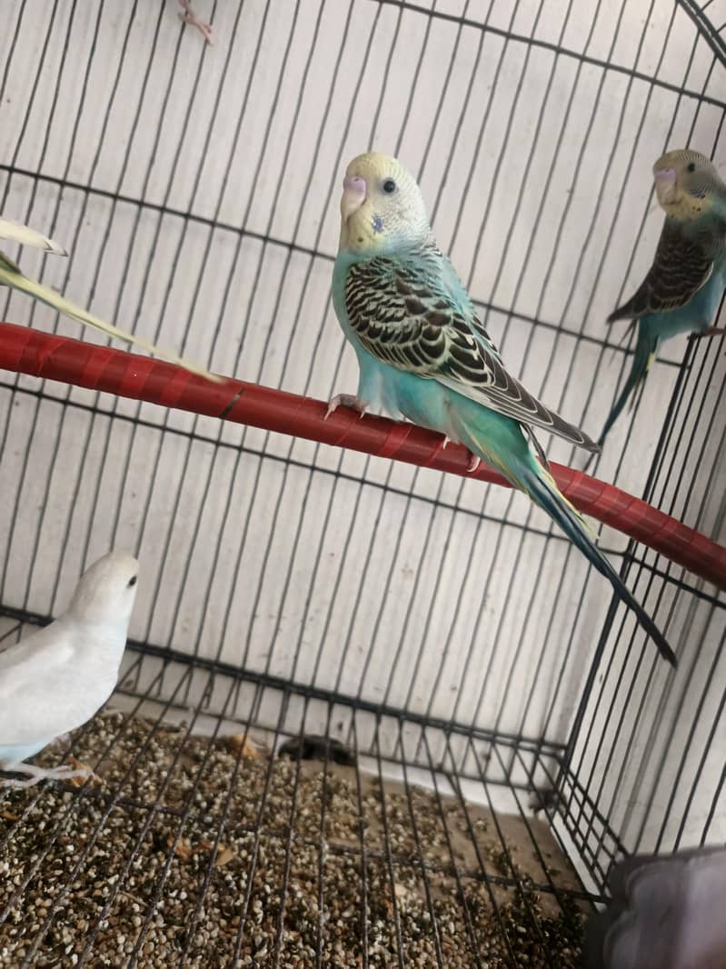 parrots 1