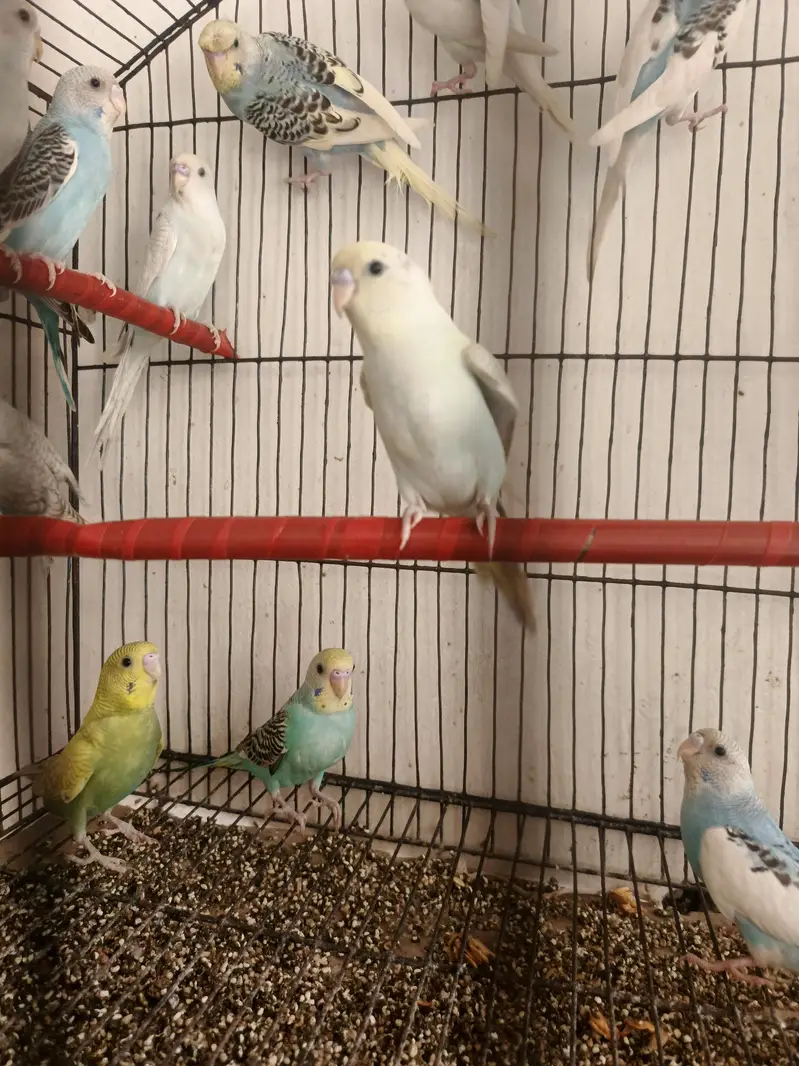 parrots — photo 3