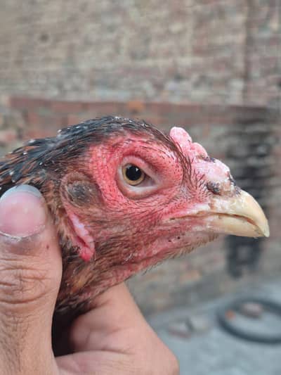 Aseel breeder females