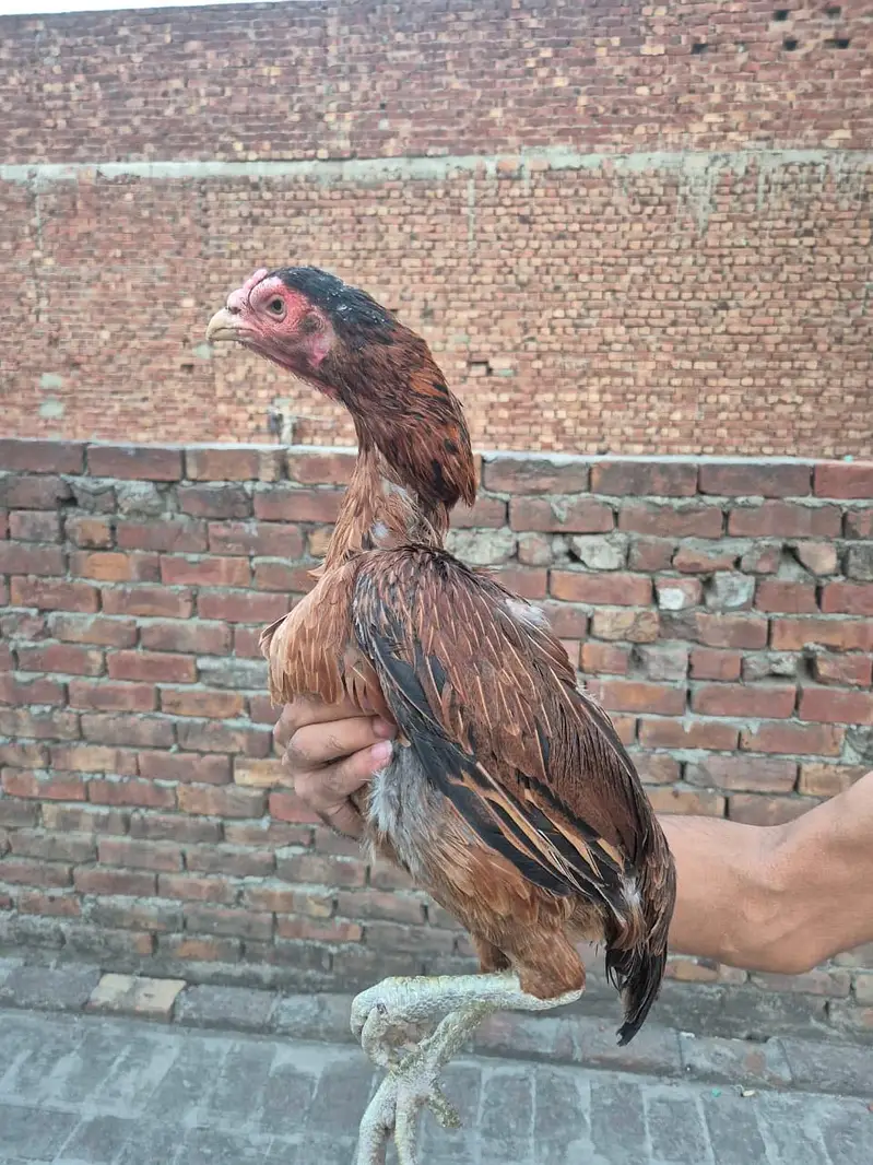 Aseel breeder females — photo 2