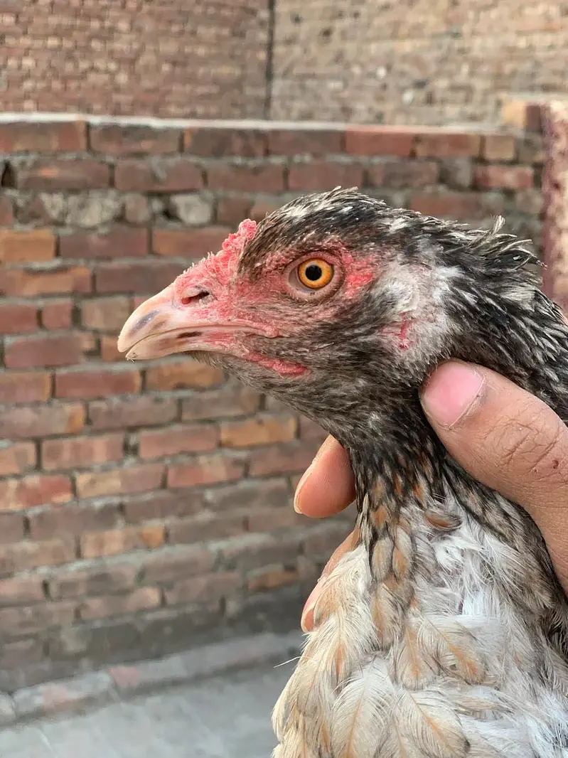 Aseel breeder females — photo 3