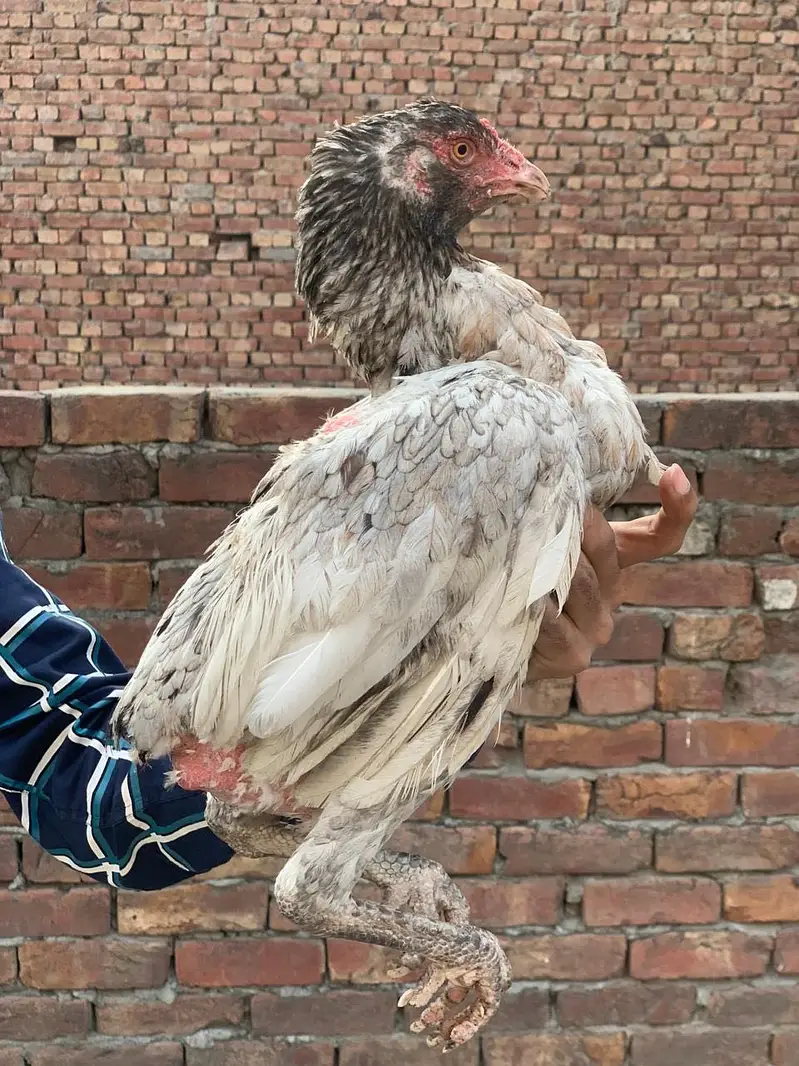Aseel breeder females — photo 4