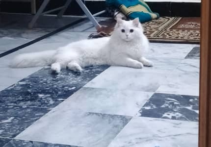 Cute persian cat