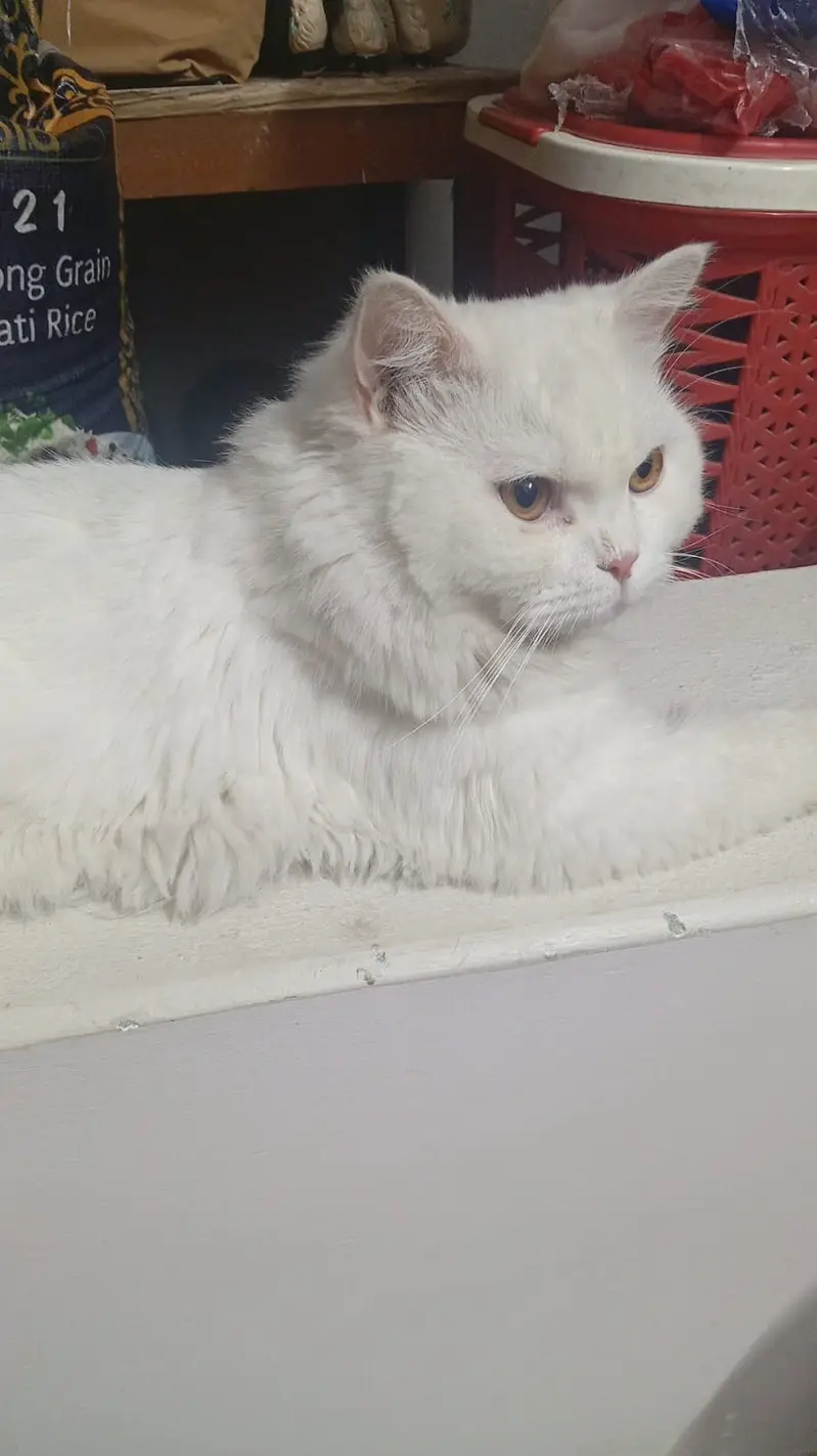 Cute persian cat — photo 2