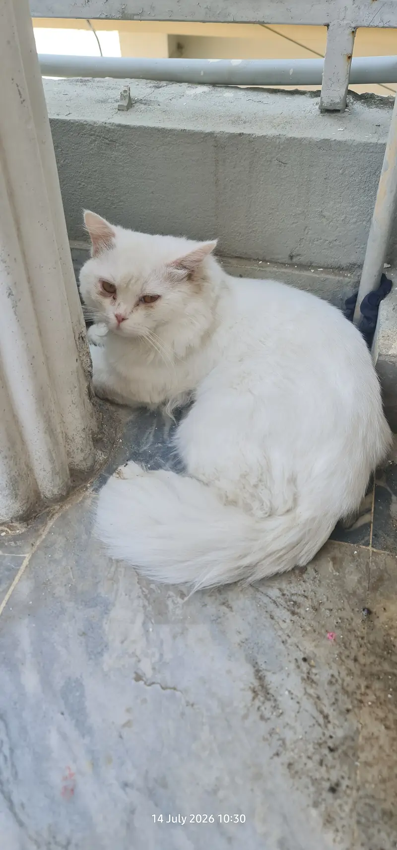 Cute persian cat — photo 3