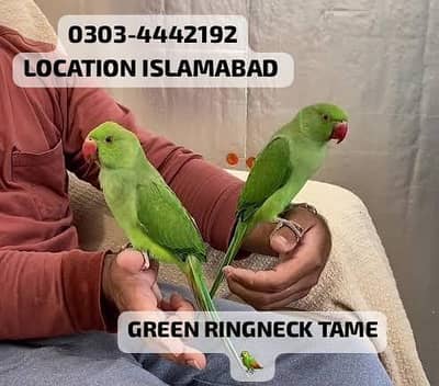 GREEN RINGNECK PROPPER SELF AND HAND TAME