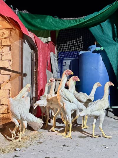 Shamoo Aseel Male | Female Aseel | Breeder | High Quality Available