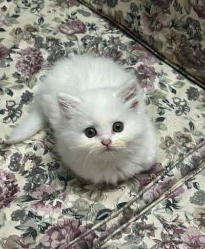 fluffy triple coat 03006108898