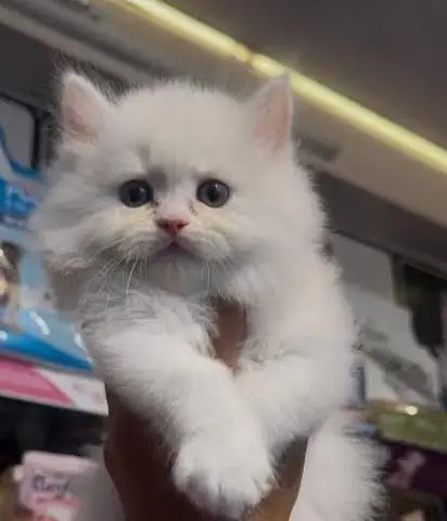 fluffy triple coat 03006108898 — photo 2
