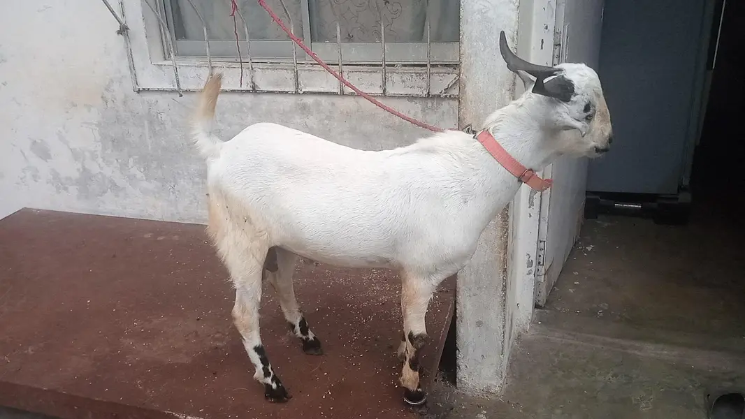 Teddy bakre jodi — photo 2
