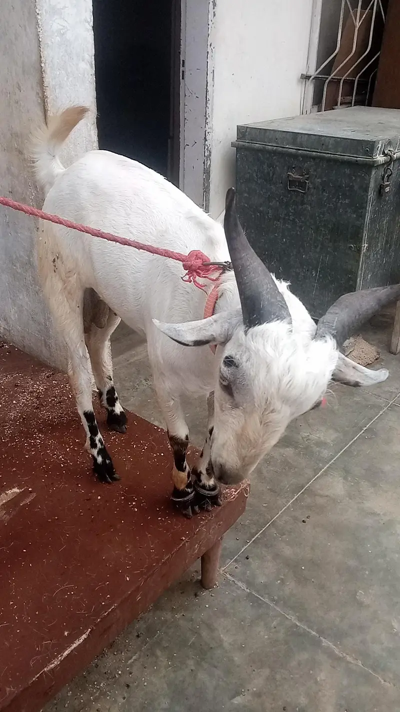 Teddy bakre jodi — photo 9