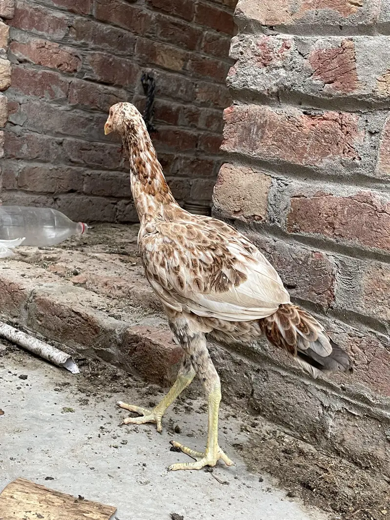 Aseel Pair — photo 4