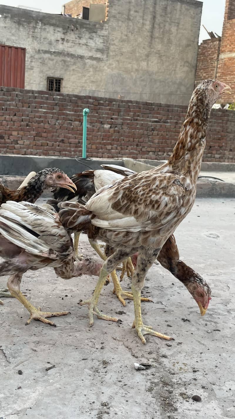 Aseel Pair 4