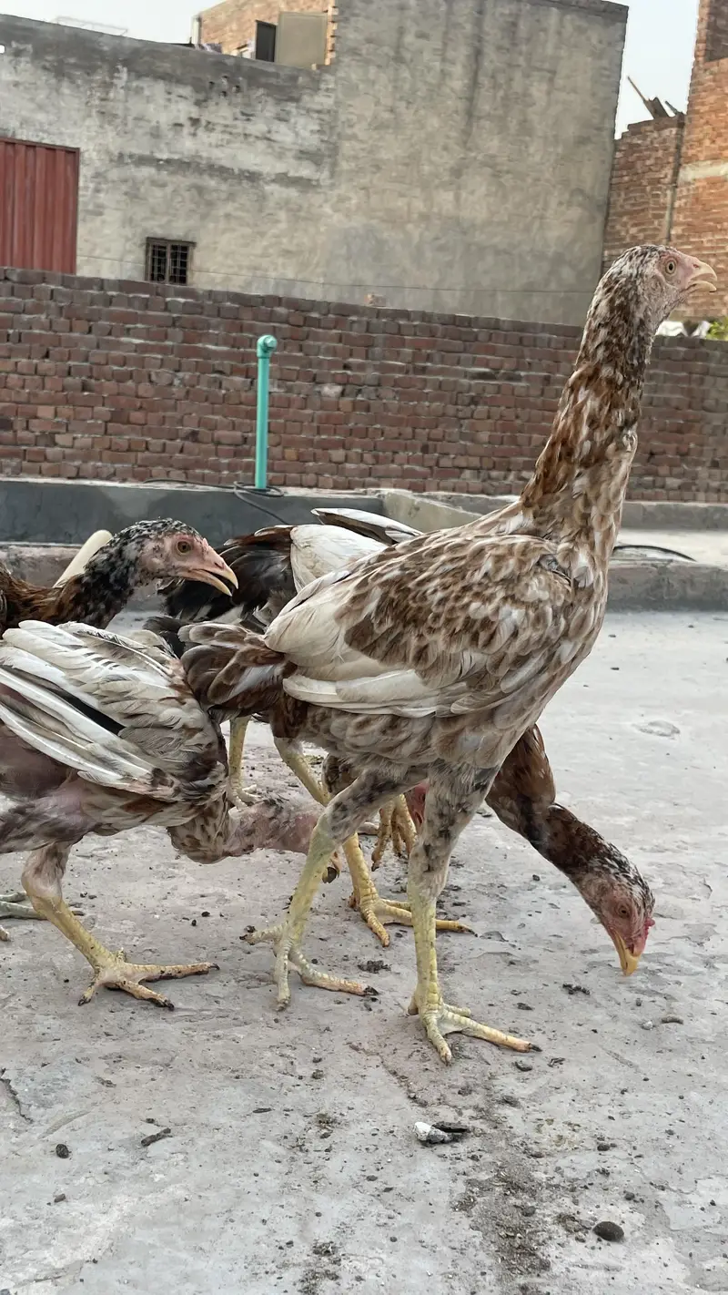 Aseel Pair — photo 5