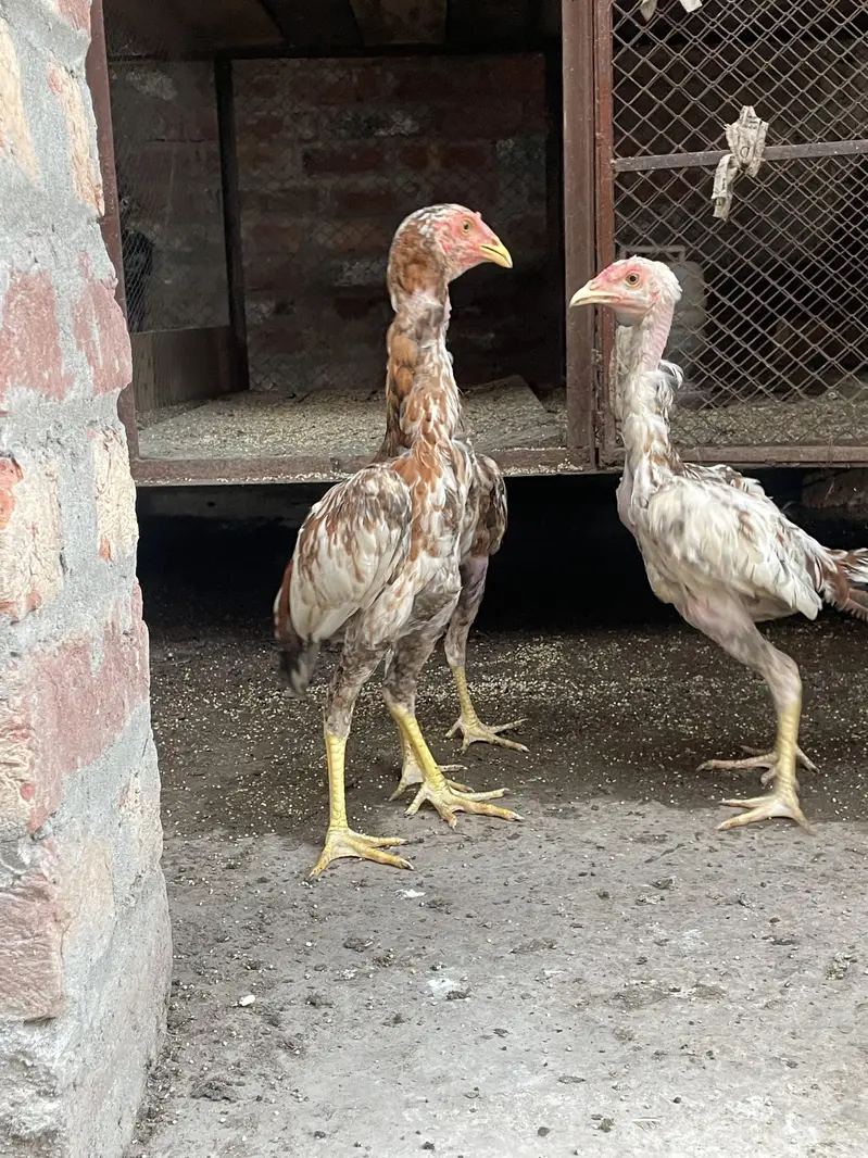 Aseel Pair — photo 6