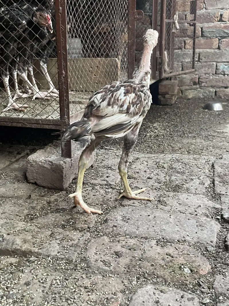 Aseel Pair — photo 7